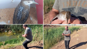 Şanlıurfa'da Kara benekli su tavuğu tedavi edildi