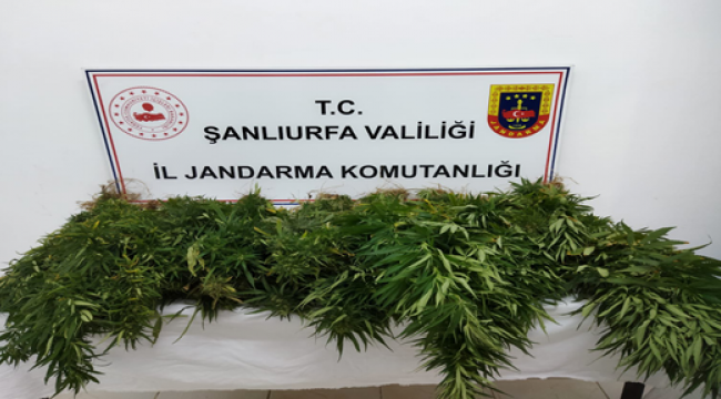 Suruç'ta uyuşturucu madde ele geçirildi