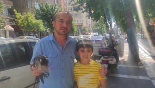 Urfa'da Balaban Kuşu Yaralı Halde Bulundu