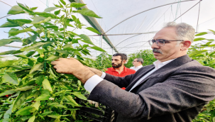 Eyyübiye Sera Kent'teki Yüksek Rekolte Ümit Veriyor