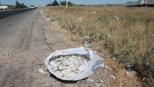 Kamyonlardan Savrulan Pamuklarla Aile Bütçelerine Katkı Sağlıyorlar