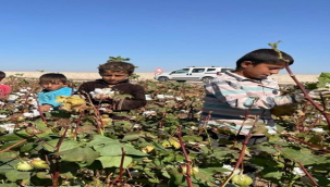 Okul çağındaki çocuklar pamuk tarlasında
