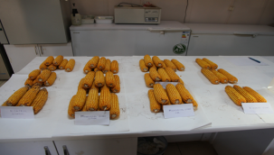 Organik Funguslar Mısır Bitkisinde Olumlu Sonuçlar Verdi