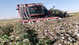 Pamuk Artık Son Teknoloji Ürünü Makine İle Toplanıyor 