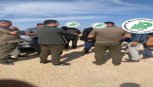 Şanlıurfa'da 'Doğanın bekçileri' göz açtırmıyor