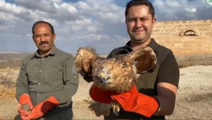 Şanlıurfa'da tedavisi tamamlanan kuşlar doğaya bırakıldı