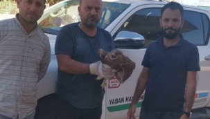 Şanlıurfa'da yaralı Kızıl Şahin tedavi altına alındı 