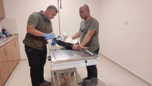 Şanlıurfa'da yaralı leylek tedavi altına alındı