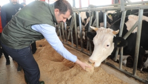 Vali Ayhan, Viranşehir'de