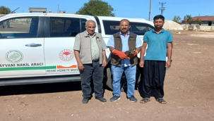 Yaralı Kara Çaylak kuşu tedavi altına alındı