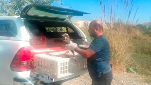 Yaralı Saz Delicesi'nin Tedavisi Tamamlandı