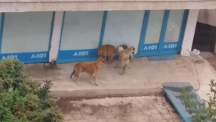  Başıboş köpekler tehlike saçıyor!