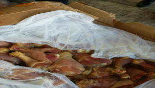 Büyükşehir Zabıta, Denetimde 1 Ton Bozuk Tavuk Eti Ele Geçirdi