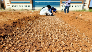 Harran Üniversitesi Dünyanın En Değerli Baharatını Şanlıurfa'ya Yeniden Kazandırdı