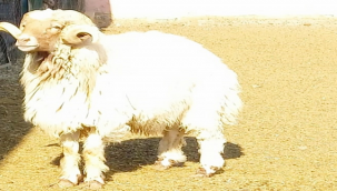 Harran Üniversitesi Tarafından Hayvan Seçiminde Kullanılacak Yeni Seleksiyon Kriterleri Keşfedildi
