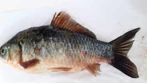 HRÜ, Fırat Nehrinde Tehdit Oluşturan İstilacı Sazan Balıkları İçin Proje Üretiyor