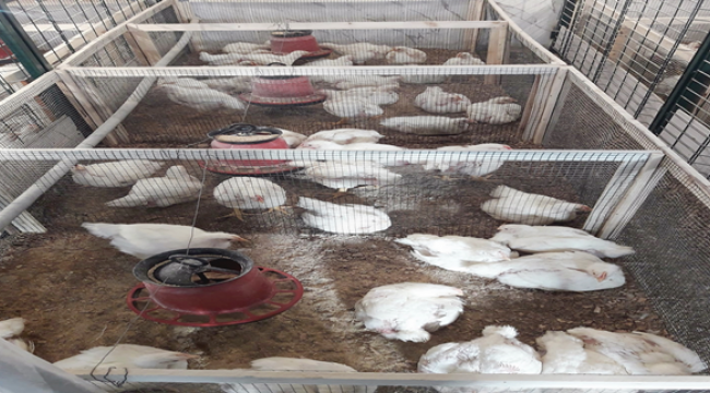 HRÜ, Kanatlı Hayvanların Şanlıurfa Sıcaklık Şartlarında Verimini Arttıran Projeyi Hayata Geçiriyor