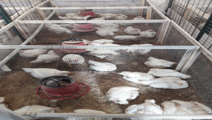 HRÜ, Kanatlı Hayvanların Şanlıurfa Sıcaklık Şartlarında Verimini Arttıran Projeyi Hayata Geçiriyor