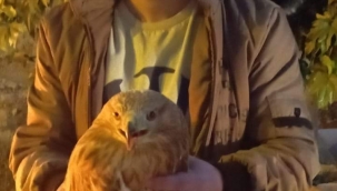 Kızıl Şahin tedavi altına alındı 