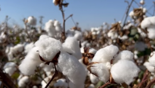 Pamuk belirlenen fiyatın altına düşmesi çiftçileri düşündürüyor!