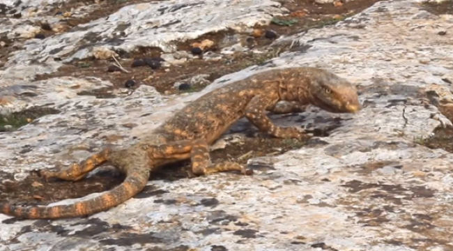 Şanlıurfa'da Çöl varanı tedavi altına alındı