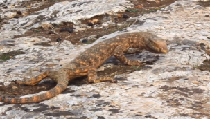 Şanlıurfa'da Çöl varanı tedavi altına alındı