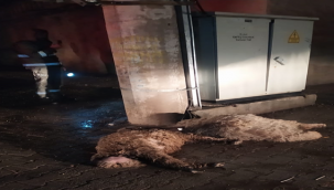 Şanlıurfa'da elektrik akımına kapılan koyunlar telef oldu