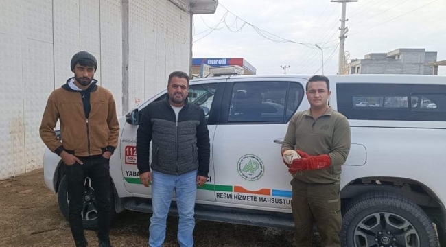 Şanlıurfa'da Peçeli Baykuş tedavi altına alındı
