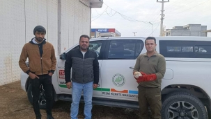 Şanlıurfa'da Peçeli Baykuş tedavi altına alındı