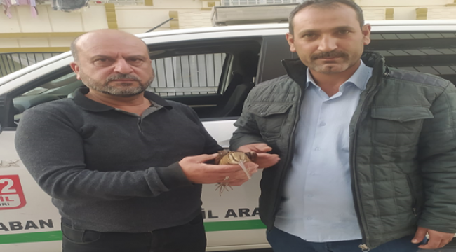Şanlıurfa'da yaralı halde bulundu!