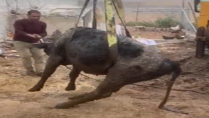 Şanlıurfa itfaiyeden inek kurtarma operasyonu