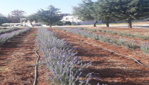 Tarıma Elverişli Olmayan Arazilerin Bitkisi Lavanta; Bir Sefer Ek, 30 Yıl Verim Al