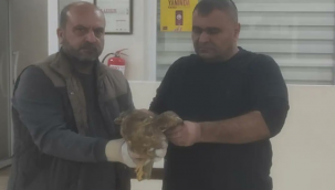 Urfa'da yaralı halde bulunan 2 kuş tedavi altına alındı!