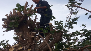 Viranşehir Belediyesinden İlçe Genelinde Ağaç Budama Çalışması