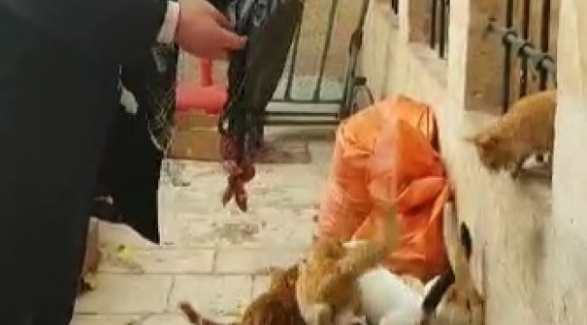 Ben aç kalırım kedileri aç bırakmam