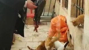 Ben aç kalırım kedileri aç bırakmam