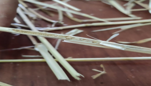 Buğdaya Zarar Veren Ekin Saparılarıyla Nasıl Mücadele Edilir?