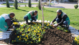 Haliliye'de Peyzaj Çalışmaları İle Parklar Yeşilleniyor 