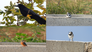Harran üniversitesinde 27  kuş türü kayıt altına alındı!