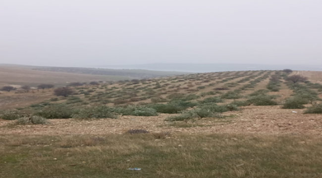 Hilvan'da yüzlerce ağaç kesilmiş!