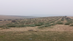 Hilvan'da yüzlerce ağaç kesilmiş!