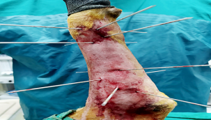 HRÜ Hayvan Hastanesi'nden Köpeklerin Uzun Kemik Kırıklarına Yeni Yaklaşım