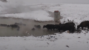 Madak Belgeseli, En İyi Belgesel Ödüllü