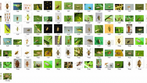 Pamukta Zararlı Böcekleri Yapay Zekâ ile Teşhis Edebilecek Proje Geliştirildi