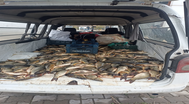 Şanlıurfa'da 500 kilo yakalandı!