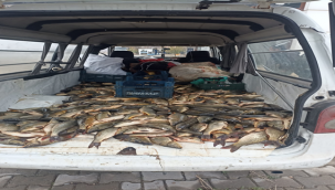 Şanlıurfa'da 500 kilo yakalandı!