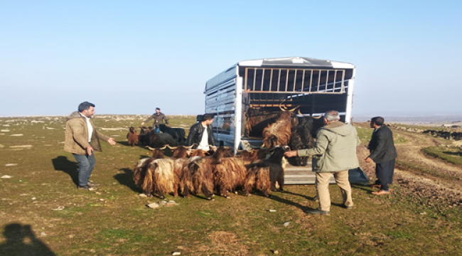 Şanlıurfa'da küçükbaş hırsızları yakalandı