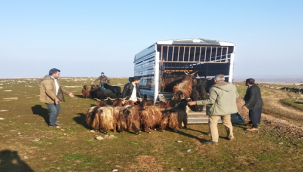 Şanlıurfa'da küçükbaş hırsızları yakalandı