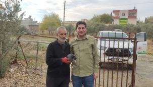 Şanlıurfa'da sakarmeke kuşu doğaya bırakıldı