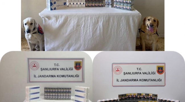 Şanlıurfa'da uyuşturucu ve kaçak sigara operasyonu